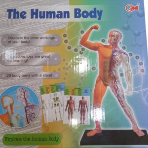 the human body