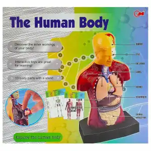 The Human Body