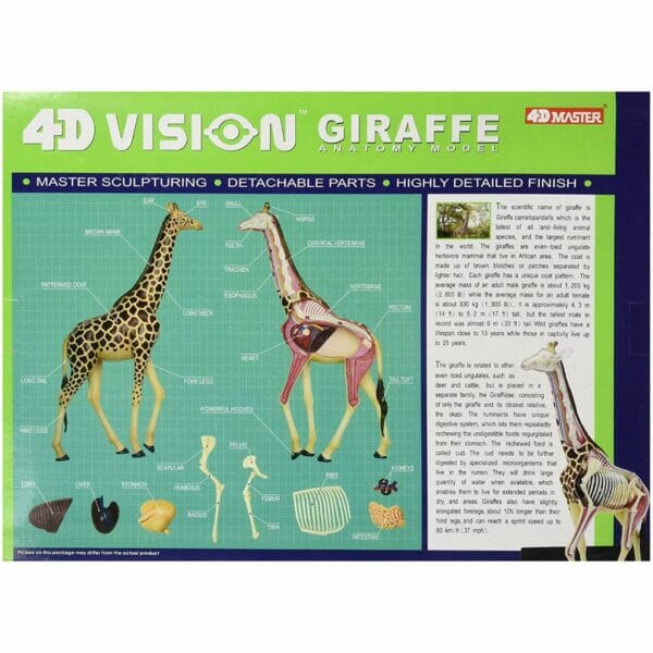 giraffeanatomy1