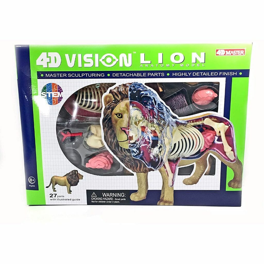 lionanatomy