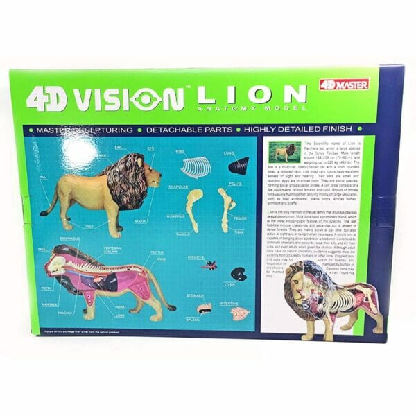 lionanatomy1