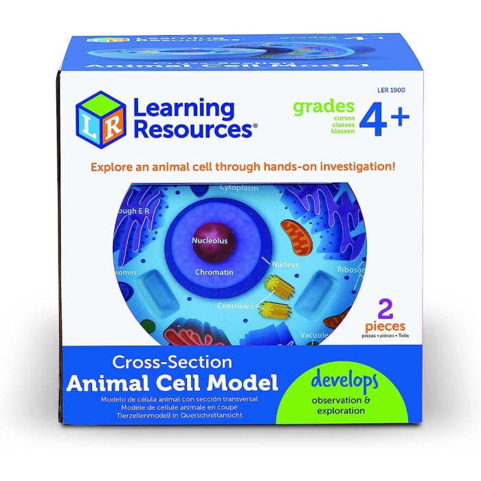 learning resources cross section animal cell model1 700x700