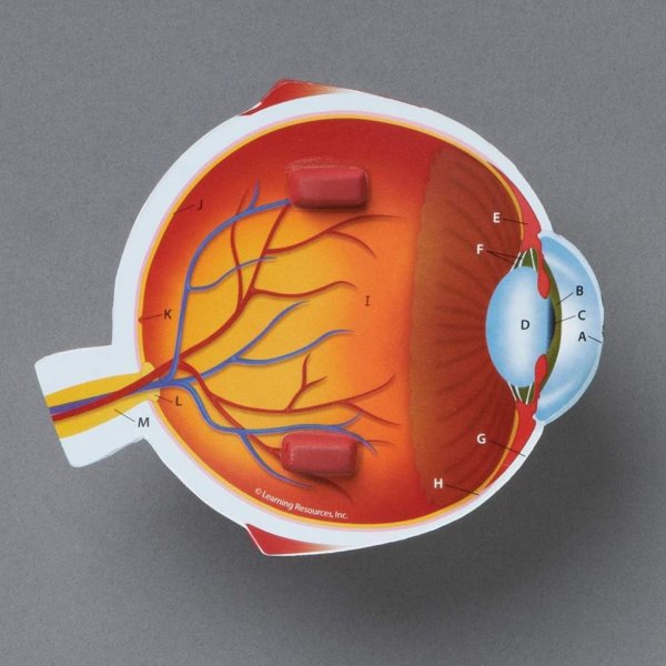 human eye model1