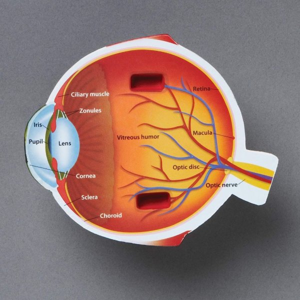 human eye model2