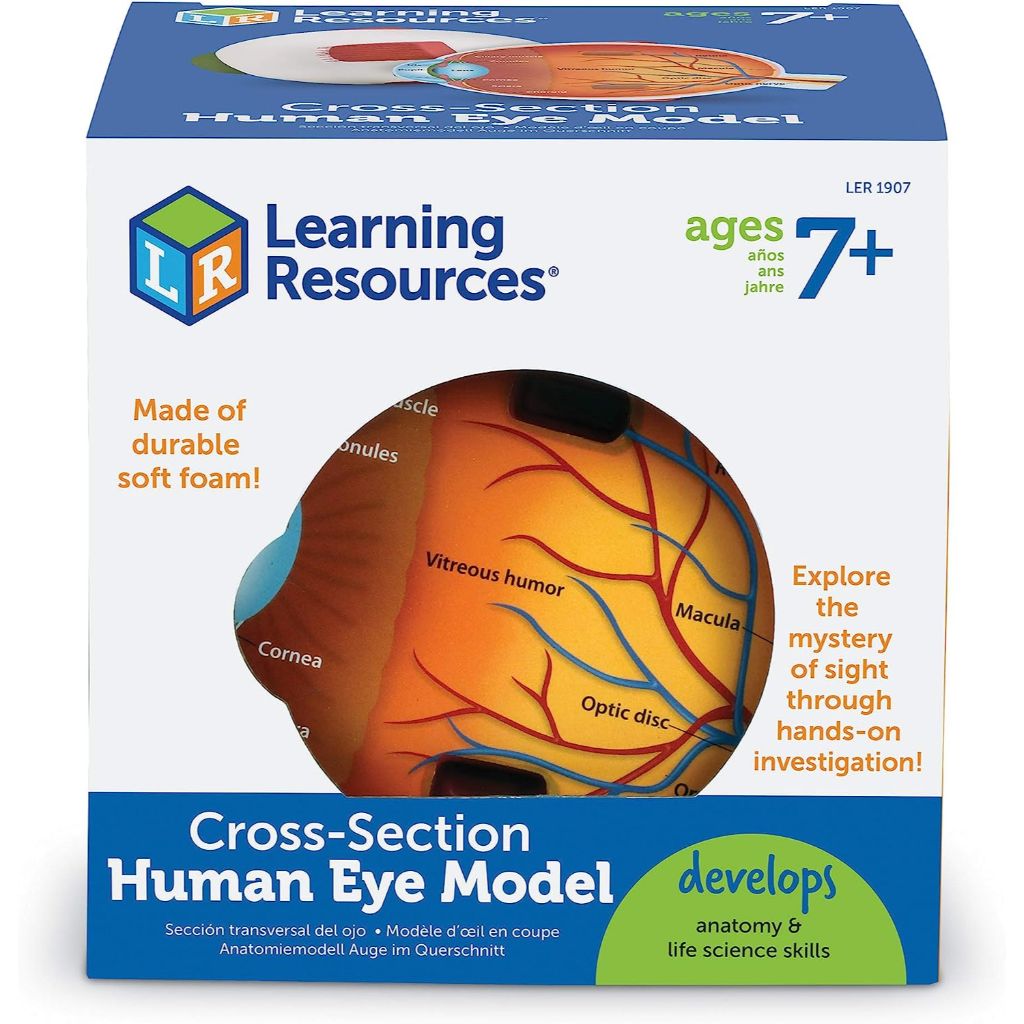 human eye model4