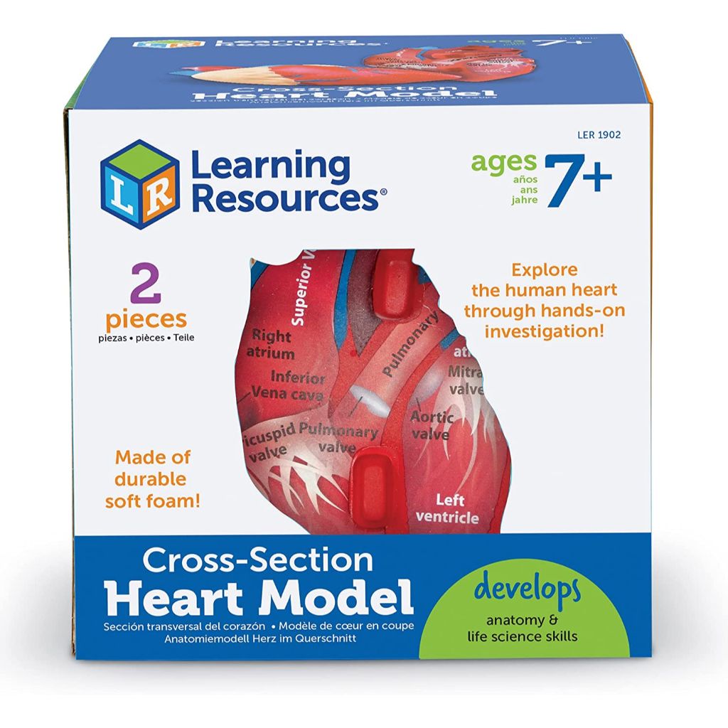 human heart model