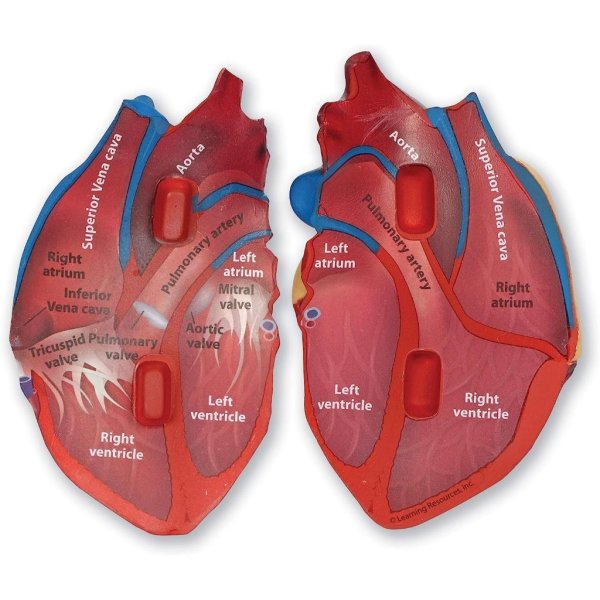 human heart model1