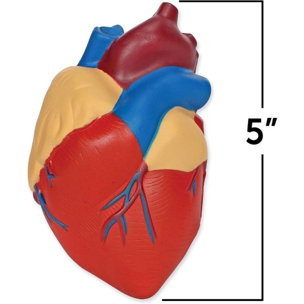 human heart model2