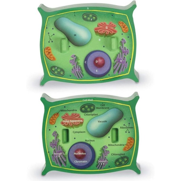 plant cell model1
