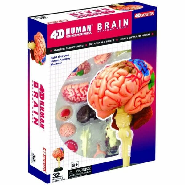 4d human brain anatomy