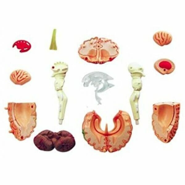 4d human brain anatomy2