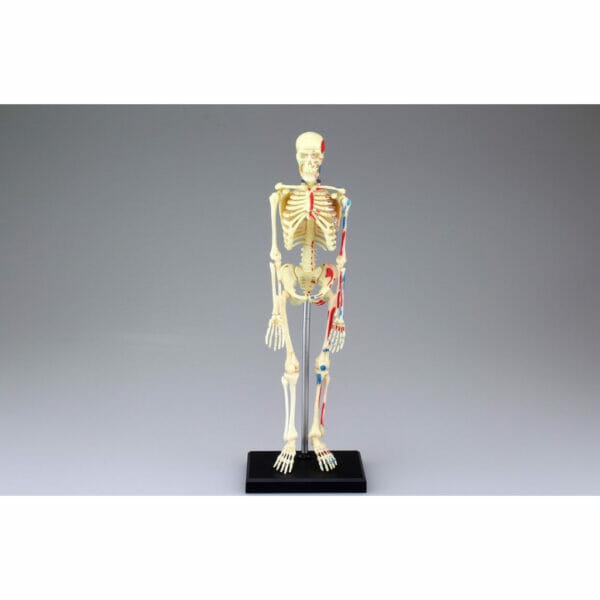 4d human anatomy skeleton2