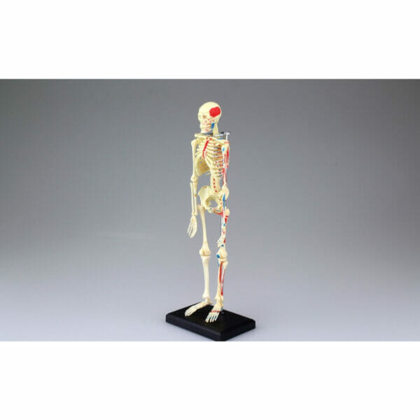 4d human anatomy skeleton3