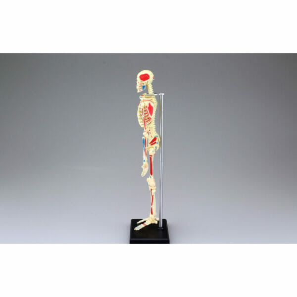 4d human anatomy skeleton4