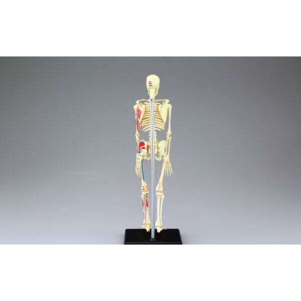 4d human anatomy skeleton5