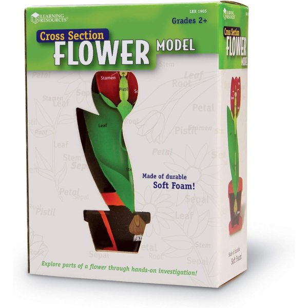 cross section flower model