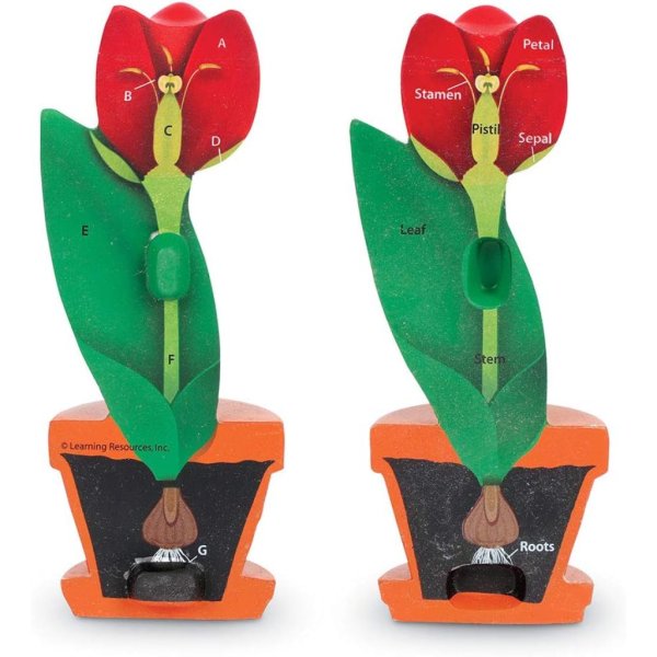 cross section flower model1