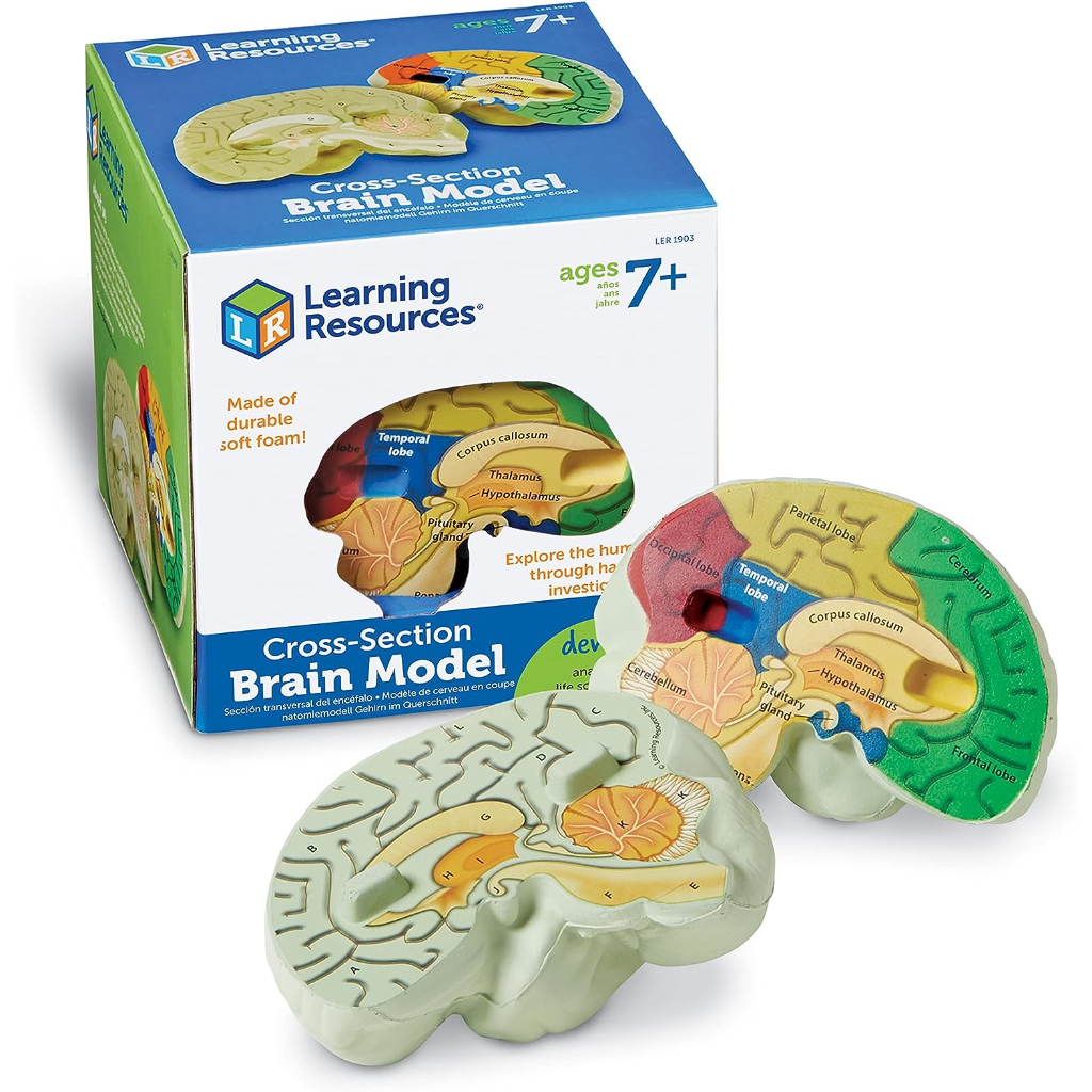 cross section human brain model