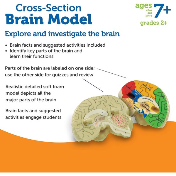 cross section human brain model5